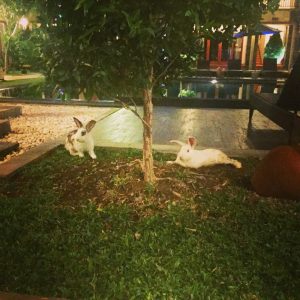 Bali - Vidi boutique hôtel lapins