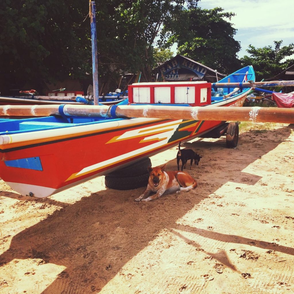 Bali - chiens
