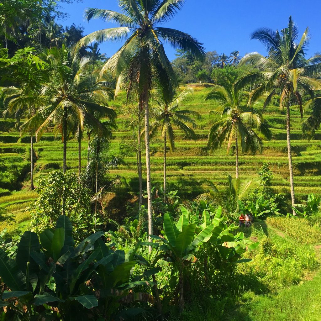 Bali - Rizières de Tegalalang